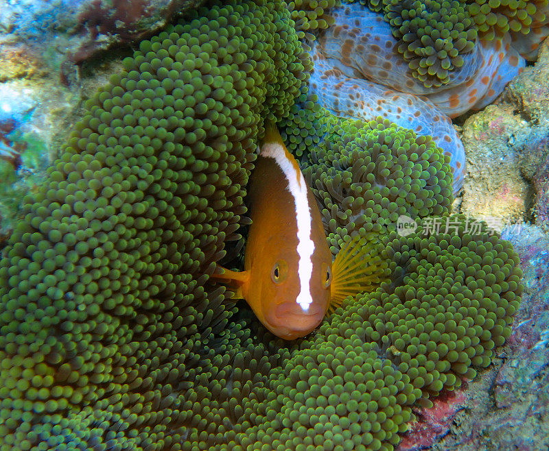 海葵中的橙色小丑鱼(Amphiprion sandaracinos)